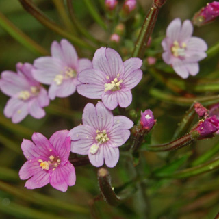 Epilobium hirsutum jfg