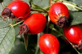 Macesele