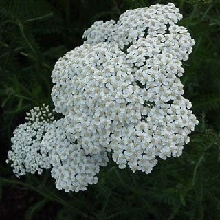Coada soricelului