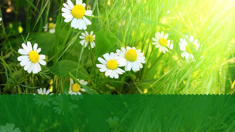 Farmacia naturii