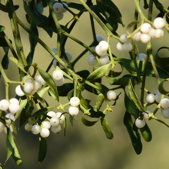 Traditia vascului de Craciun